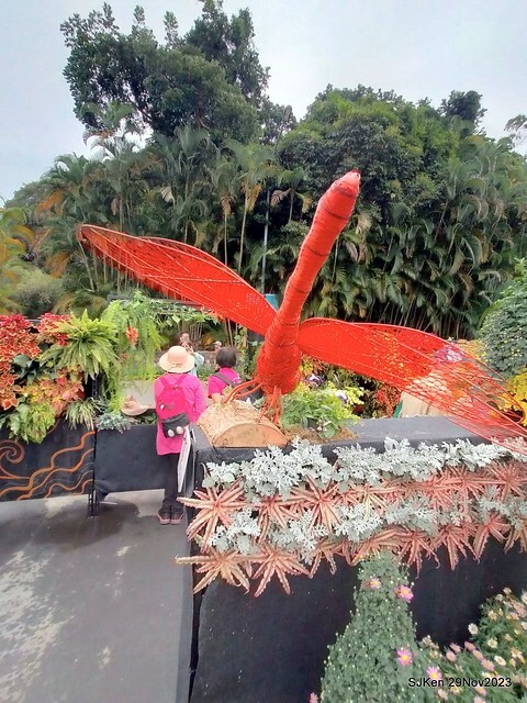 「2023士林官邸菊展 」(Shlin Residence Chryanthemum Festival ) series 7-2 , the exhibition is from Nov 24 to Dec 10, 2023 at Taipei, Taiwan.