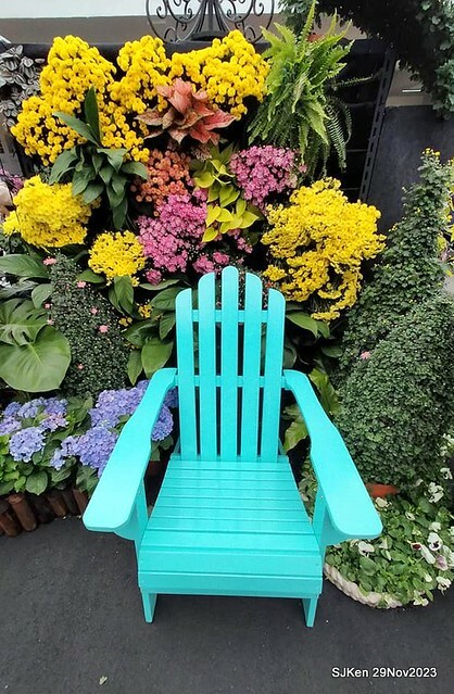 「2023士林官邸菊展 」(Shlin Residence Chryanthemum Festival ) series 7-2 , the exhibition is from Nov 24 to Dec 10, 2023 at Taipei, Taiwan.