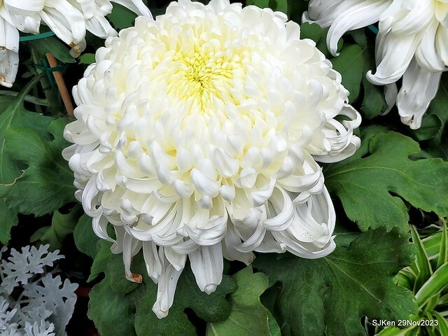 「2023士林官邸菊展 」(Shlin Residence Chryanthemum Festival ) series 7-1 , the exhibition is from Nov 24 to Dec 10, 2023 at Taipei, Taiwan.