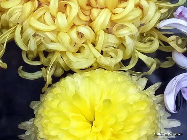 「2023士林官邸菊展 」(Shlin Residence Chryanthemum Festival ) series 7-2 , the exhibition is from Nov 24 to Dec 10, 2023 at Taipei, Taiwan.