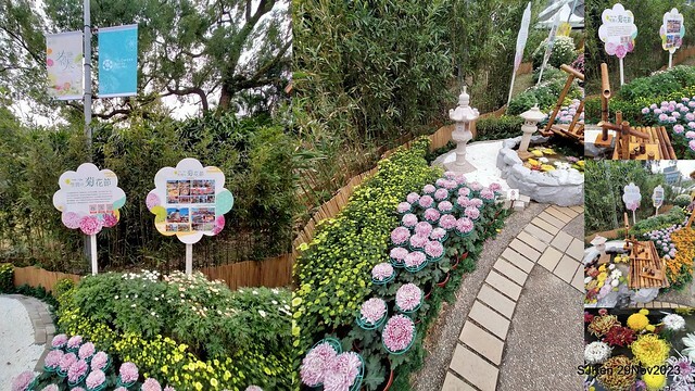 「2023士林官邸菊展 」(Shlin Residence Chryanthemum Festival ) series 7-2 , the exhibition is from Nov 24 to Dec 10, 2023 at Taipei, Taiwan.