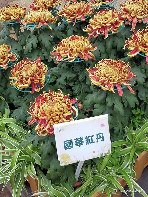 「2023士林官邸菊展 」(Shlin Residence Chryanthemum Festival ) series 7-1 , the exhibition is from Nov 24 to Dec 10, 2023 at Taipei, Taiwan.