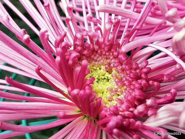 「2023士林官邸菊展 」(Shlin Residence Chryanthemum Festival ) series 7-1 , the exhibition is from Nov 24 to Dec 10, 2023 at Taipei, Taiwan.