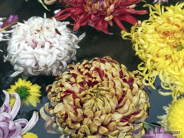 「2023士林官邸菊展 」(Shlin Residence Chryanthemum Festival ) series 7-2 , the exhibition is from Nov 24 to Dec 10, 2023 at Taipei, Taiwan.