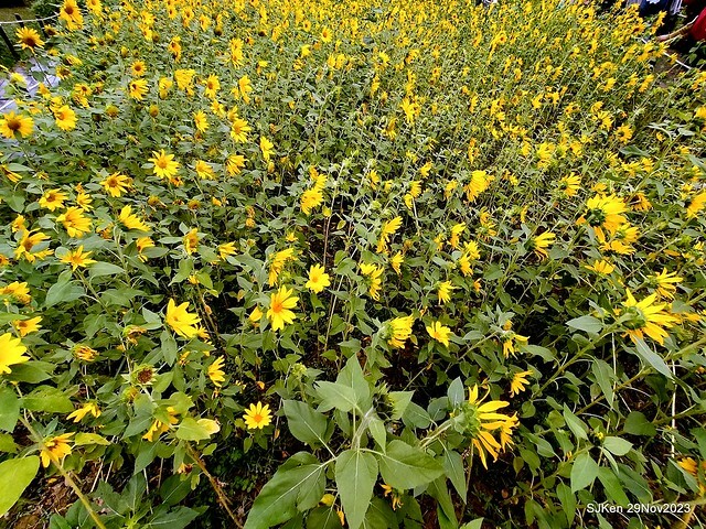 「2023士林官邸菊展 」(Shlin Residence Chryanthemum Festival ) series 7-1 , the exhibition is from Nov 24 to Dec 10, 2023 at Taipei, Taiwan.