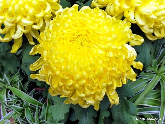 「2023士林官邸菊展 」(Shlin Residence Chryanthemum Festival ) series 7-1 , the exhibition is from Nov 24 to Dec 10, 2023 at Taipei, Taiwan.