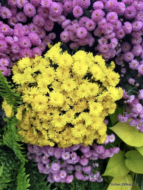 「2023士林官邸菊展 」(Shlin Residence Chryanthemum Festival ) series 7-2 , the exhibition is from Nov 24 to Dec 10, 2023 at Taipei, Taiwan.