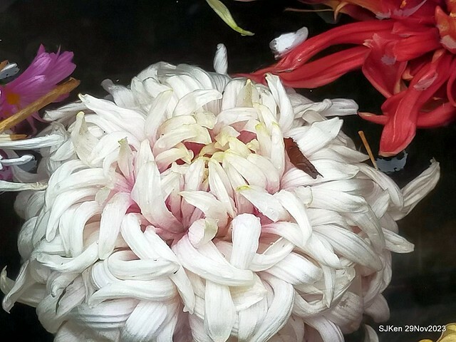 「2023士林官邸菊展 」(Shlin Residence Chryanthemum Festival ) series 7-2 , the exhibition is from Nov 24 to Dec 10, 2023 at Taipei, Taiwan.