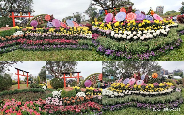 「2023士林官邸菊展 」(Shlin Residence Chryanthemum Festival ) series 7-2 , the exhibition is from Nov 24 to Dec 10, 2023 at Taipei, Taiwan.