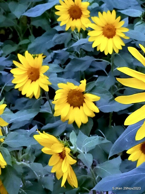 「2023士林官邸菊展 」(Shlin Residence Chryanthemum Festival ) series 7-1 , the exhibition is from Nov 24 to Dec 10, 2023 at Taipei, Taiwan.