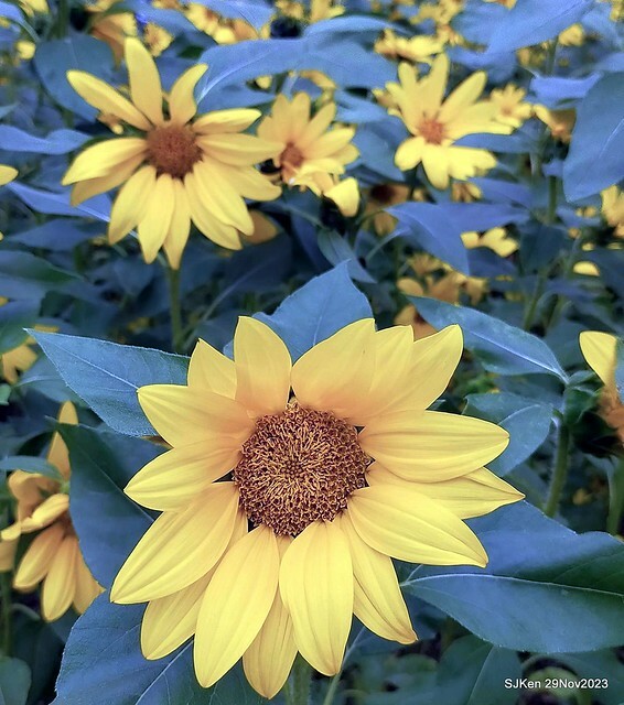 「2023士林官邸菊展 」(Shlin Residence Chryanthemum Festival ) series 7-1 , the exhibition is from Nov 24 to Dec 10, 2023 at Taipei, Taiwan.