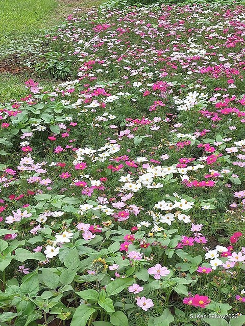 「2023士林官邸菊展 」(Shlin Residence Chryanthemum Festival ) series 7-1 , the exhibition is from Nov 24 to Dec 10, 2023 at Taipei, Taiwan.