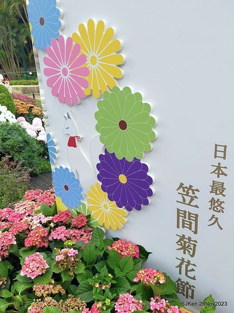 「2023士林官邸菊展 」(Shlin Residence Chryanthemum Festival ) series 7-2 , the exhibition is from Nov 24 to Dec 10, 2023 at Taipei, Taiwan.