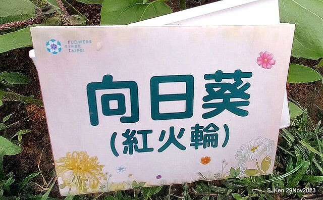 「2023士林官邸菊展 」(Shlin Residence Chryanthemum Festival ) series 7-1 , the exhibition is from Nov 24 to Dec 10, 2023 at Taipei, Taiwan.