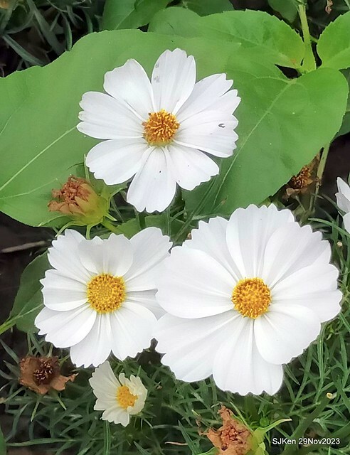 「2023士林官邸菊展 」(Shlin Residence Chryanthemum Festival ) series 7-1 , the exhibition is from Nov 24 to Dec 10, 2023 at Taipei, Taiwan.