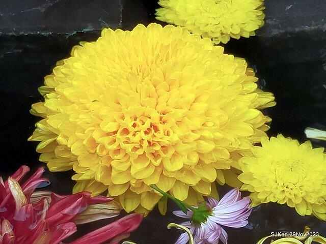 「2023士林官邸菊展 」(Shlin Residence Chryanthemum Festival ) series 7-2 , the exhibition is from Nov 24 to Dec 10, 2023 at Taipei, Taiwan.