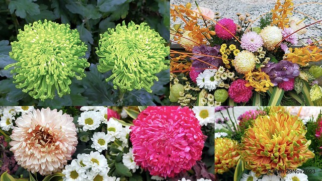 「2023士林官邸菊展 」(Shlin Residence Chryanthemum Festival ) series 7-2 , the exhibition is from Nov 24 to Dec 10, 2023 at Taipei, Taiwan.