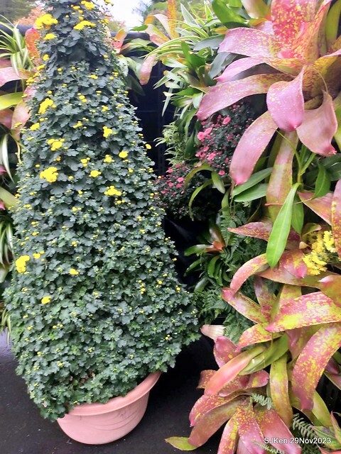 「2023士林官邸菊展 」(Shlin Residence Chryanthemum Festival ) series 7-2 , the exhibition is from Nov 24 to Dec 10, 2023 at Taipei, Taiwan.