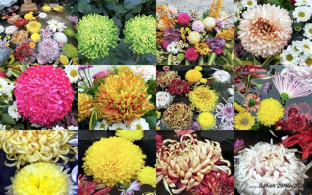 「2023士林官邸菊展 」(Shlin Residence Chryanthemum Festival ) series 7-2 , the exhibition is from Nov 24 to Dec 10, 2023 at Taipei, Taiwan.