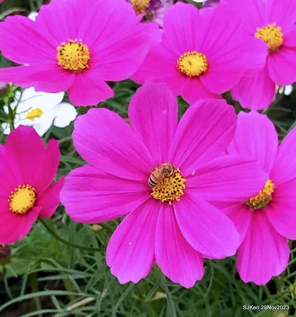 「2023士林官邸菊展 」(Shlin Residence Chryanthemum Festival ) series 7-1 , the exhibition is from Nov 24 to Dec 10, 2023 at Taipei, Taiwan.