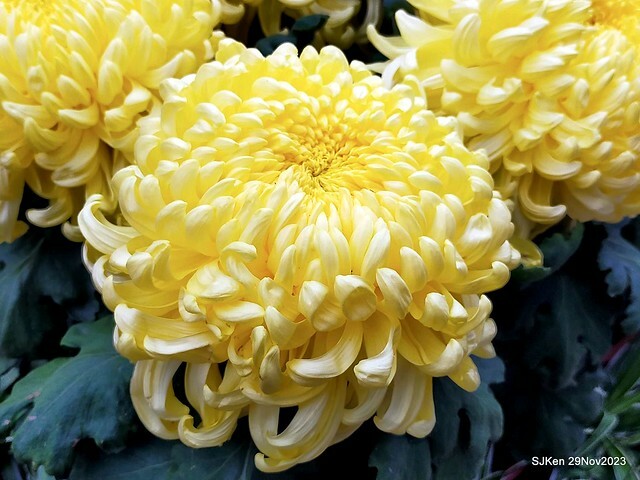 「2023士林官邸菊展 」(Shlin Residence Chryanthemum Festival ) series 7-1 , the exhibition is from Nov 24 to Dec 10, 2023 at Taipei, Taiwan.