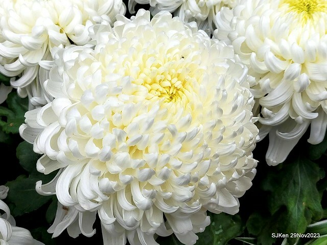 「2023士林官邸菊展 」(Shlin Residence Chryanthemum Festival ) series 7-1 , the exhibition is from Nov 24 to Dec 10, 2023 at Taipei, Taiwan.