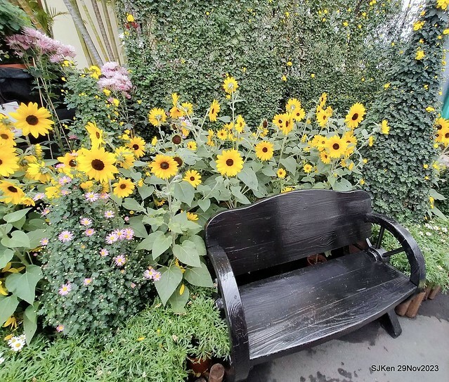 「2023士林官邸菊展 」(Shlin Residence Chryanthemum Festival ) series 7-2 , the exhibition is from Nov 24 to Dec 10, 2023 at Taipei, Taiwan.