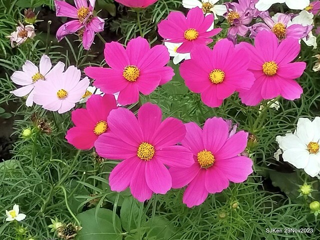 「2023士林官邸菊展 」(Shlin Residence Chryanthemum Festival ) series 7-1 , the exhibition is from Nov 24 to Dec 10, 2023 at Taipei, Taiwan.