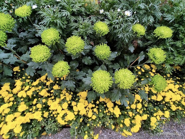 「2023士林官邸菊展 」(Shlin Residence Chryanthemum Festival ) series 7-2 , the exhibition is from Nov 24 to Dec 10, 2023 at Taipei, Taiwan.