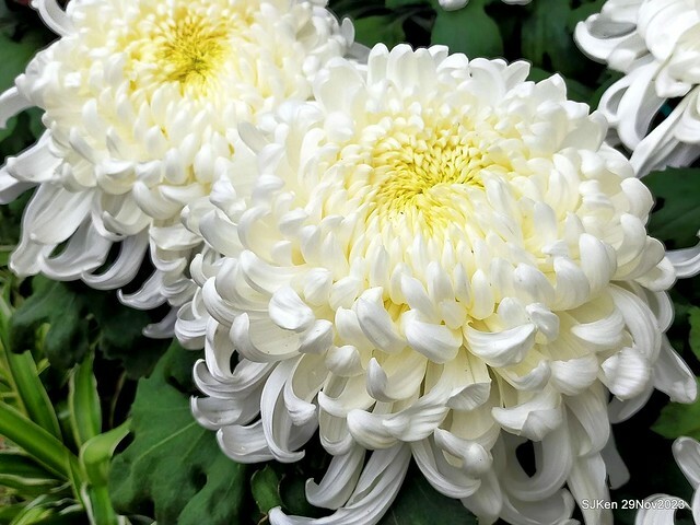 「2023士林官邸菊展 」(Shlin Residence Chryanthemum Festival ) series 7-1 , the exhibition is from Nov 24 to Dec 10, 2023 at Taipei, Taiwan.