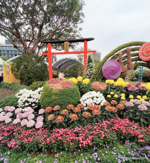 「2023士林官邸菊展 」(Shlin Residence Chryanthemum Festival ) series 7-2 , the exhibition is from Nov 24 to Dec 10, 2023 at Taipei, Taiwan.