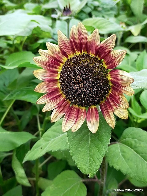 「2023士林官邸菊展 」(Shlin Residence Chryanthemum Festival ) series 7-1 , the exhibition is from Nov 24 to Dec 10, 2023 at Taipei, Taiwan.