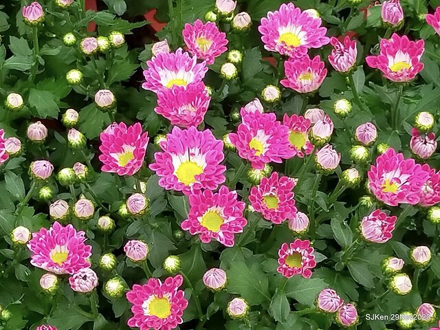 「2023士林官邸菊展 」(Shlin Residence Chryanthemum Festival ) series 7-1 , the exhibition is from Nov 24 to Dec 10, 2023 at Taipei, Taiwan.