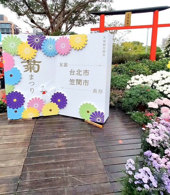 「2023士林官邸菊展 」(Shlin Residence Chryanthemum Festival ) series 7-2 , the exhibition is from Nov 24 to Dec 10, 2023 at Taipei, Taiwan.