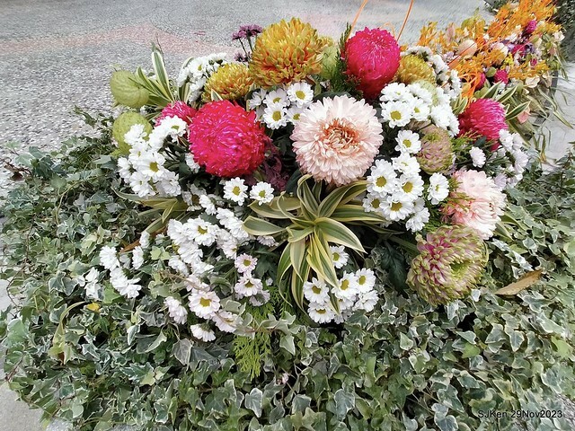 「2023士林官邸菊展 」(Shlin Residence Chryanthemum Festival ) series 7-2 , the exhibition is from Nov 24 to Dec 10, 2023 at Taipei, Taiwan.