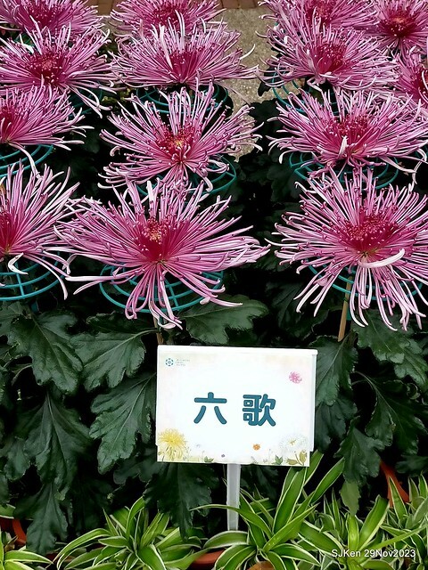 「2023士林官邸菊展 」(Shlin Residence Chryanthemum Festival ) series 7-1 , the exhibition is from Nov 24 to Dec 10, 2023 at Taipei, Taiwan.