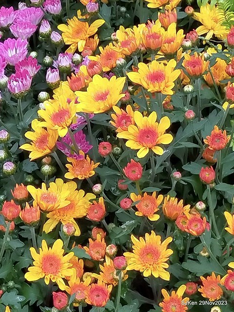 「2023士林官邸菊展 」(Shlin Residence Chryanthemum Festival ) series 7-1 , the exhibition is from Nov 24 to Dec 10, 2023 at Taipei, Taiwan.