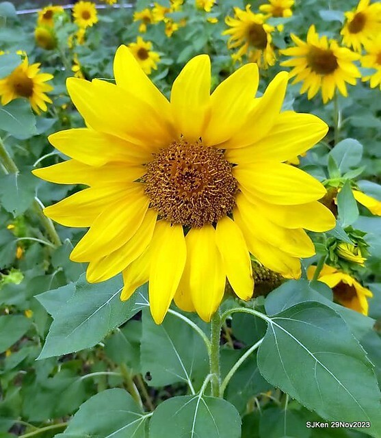 「2023士林官邸菊展 」(Shlin Residence Chryanthemum Festival ) series 7-1 , the exhibition is from Nov 24 to Dec 10, 2023 at Taipei, Taiwan.