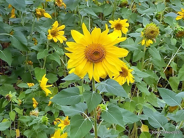 「2023士林官邸菊展 」(Shlin Residence Chryanthemum Festival ) series 7-1 , the exhibition is from Nov 24 to Dec 10, 2023 at Taipei, Taiwan.