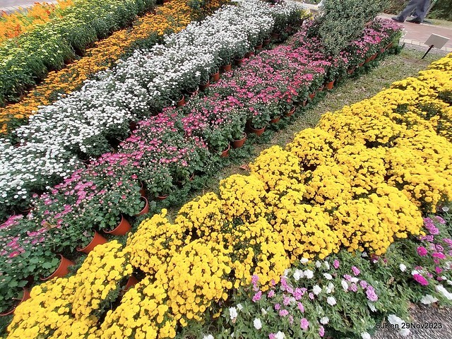 「2023士林官邸菊展 」(Shlin Residence Chryanthemum Festival ) series 7-2 , the exhibition is from Nov 24 to Dec 10, 2023 at Taipei, Taiwan.