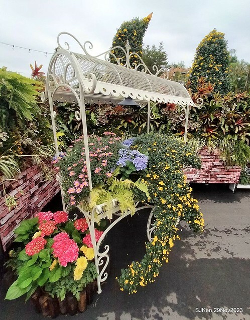 「2023士林官邸菊展 」(Shlin Residence Chryanthemum Festival ) series 7-2 , the exhibition is from Nov 24 to Dec 10, 2023 at Taipei, Taiwan.