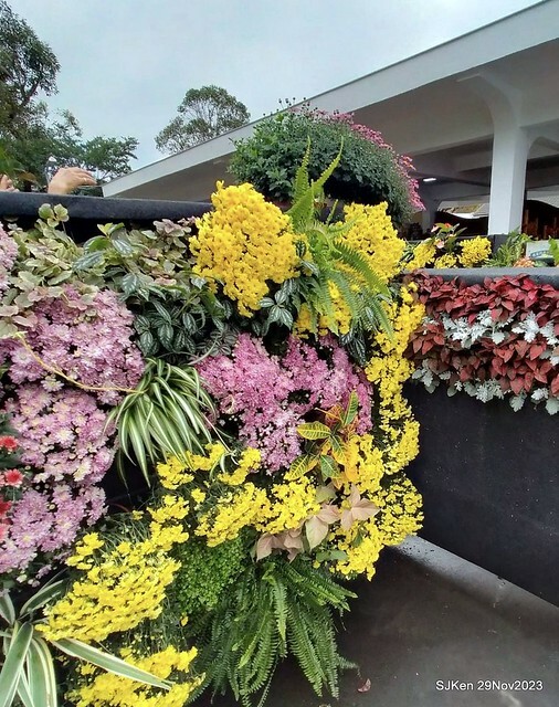 「2023士林官邸菊展 」(Shlin Residence Chryanthemum Festival ) series 7-2 , the exhibition is from Nov 24 to Dec 10, 2023 at Taipei, Taiwan.