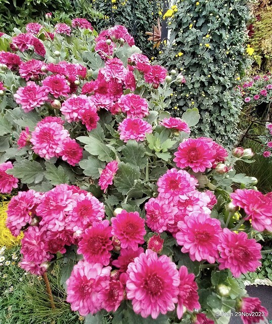 「2023士林官邸菊展 」(Shlin Residence Chryanthemum Festival ) series 7-2 , the exhibition is from Nov 24 to Dec 10, 2023 at Taipei, Taiwan.