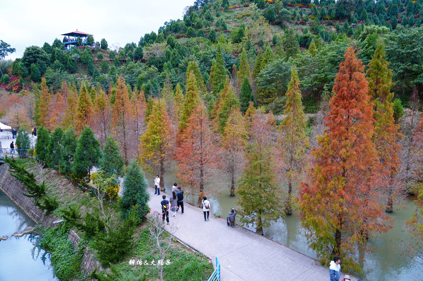 三灣落羽松秘境 ❙ 2023落羽松最新現況,最美冬季調色盤,