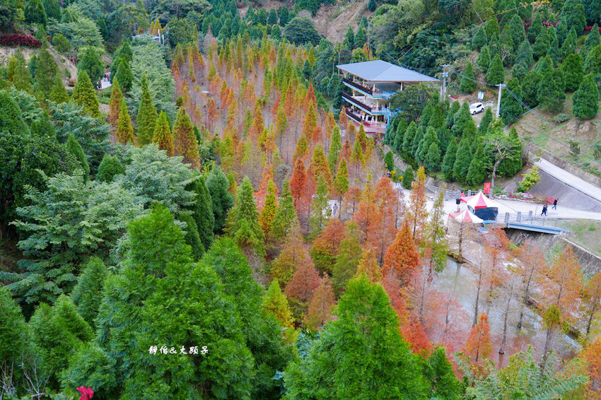 三灣落羽松秘境 ❙ 2023落羽松最新現況,最美冬季調色盤,