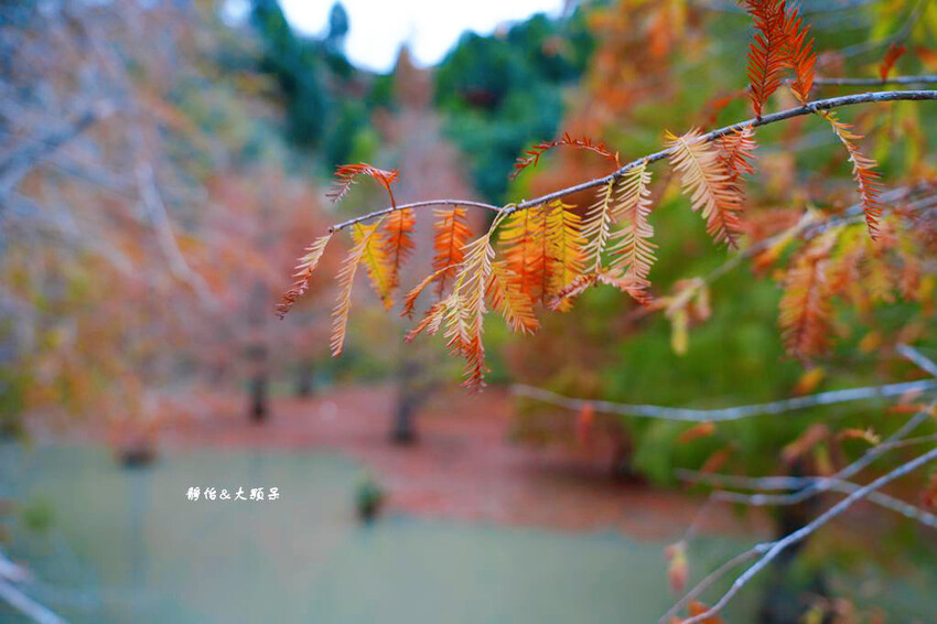 三灣落羽松秘境 ❙ 2023落羽松最新現況,最美冬季調色盤,