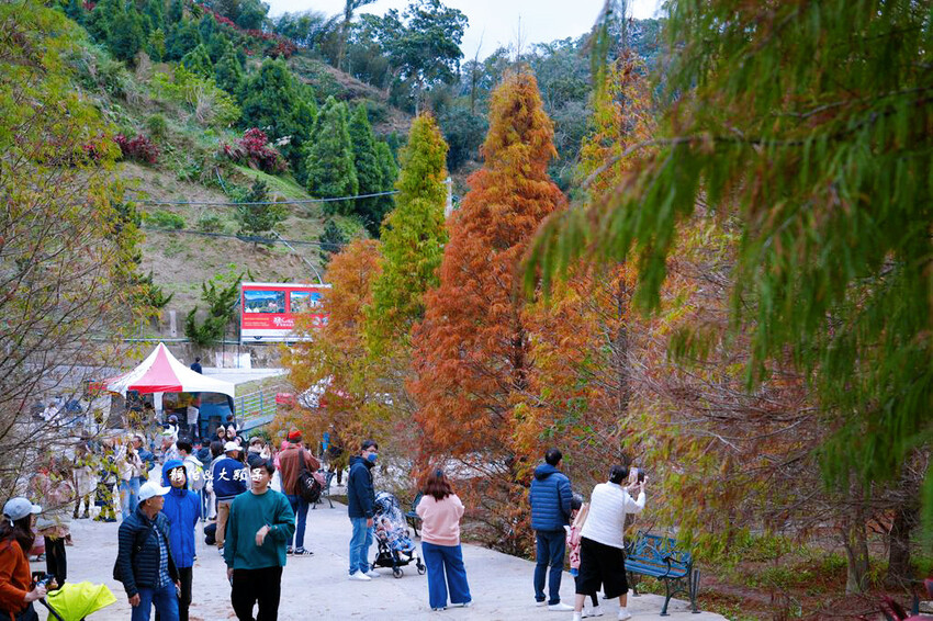 三灣落羽松秘境 ❙ 2023落羽松最新現況,最美冬季調色盤,