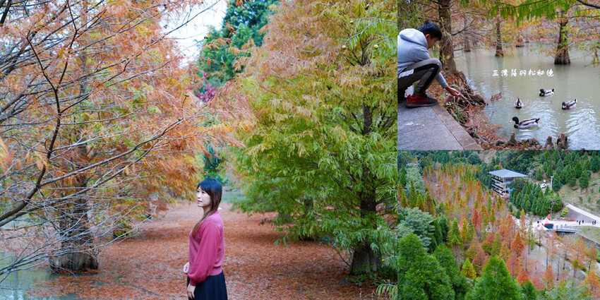 三灣落羽松秘境 ❙ 2023落羽松最新現況,最美冬季調色盤,