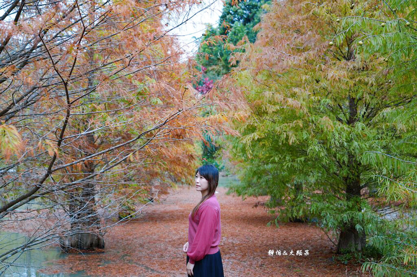 三灣落羽松秘境 ❙ 2023落羽松最新現況,最美冬季調色盤,