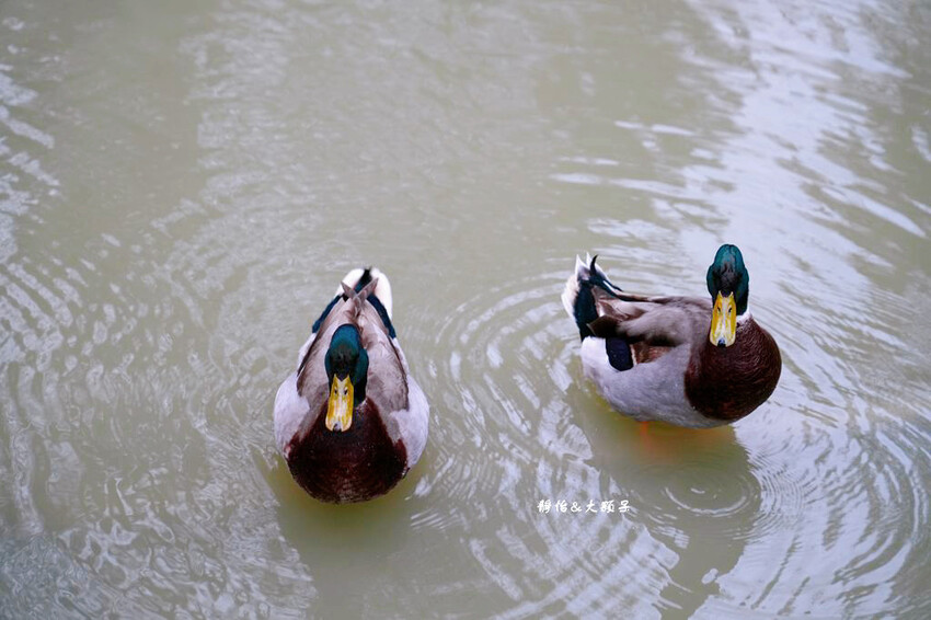 三灣落羽松秘境 ❙ 2023落羽松最新現況,最美冬季調色盤,